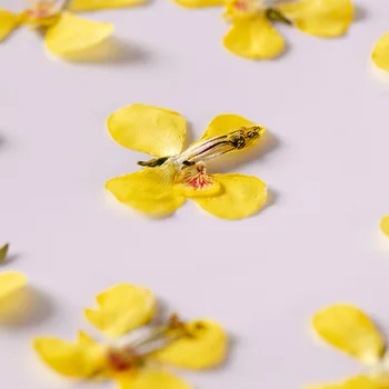 60pcs Stlačené Sušené kvety Caesalpinia decapetala Rastliny Herbarium Pre Nail Art Šperky Záložku Telefón Prípade Pozvánka urob si sám